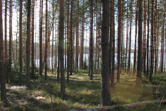 Land in Ruokolahti, Finland, 6 680 sq.m - picture 1