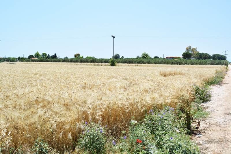 Land in Kassandra, Greece, 4 550 sq.m - picture 1