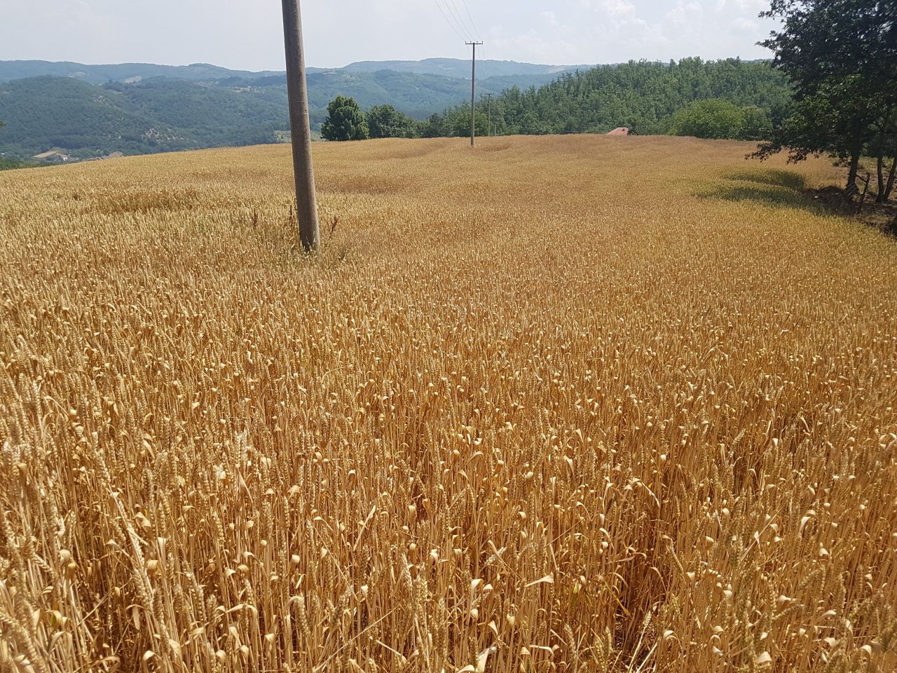 Terreno en Niš, Serbia, 10 hectáreas - imagen 1