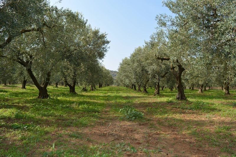 Land in Kassandra, Greece, 5 350 sq.m - picture 1