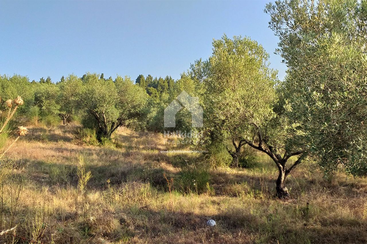 Land in Kassandra, Greece, 7 937 sq.m - picture 1