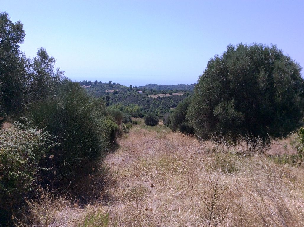 Land in Kassandra, Greece, 4 000 sq.m - picture 1
