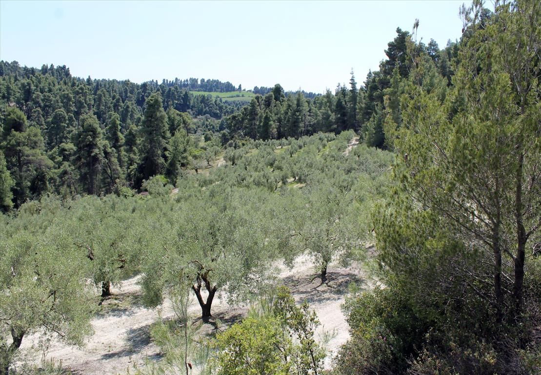 Land in Kassandra, Greece, 13 000 sq.m - picture 1