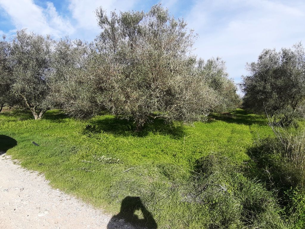 Grundstück in Rethymno, Griechenland, 6 941 m2 - Foto 1