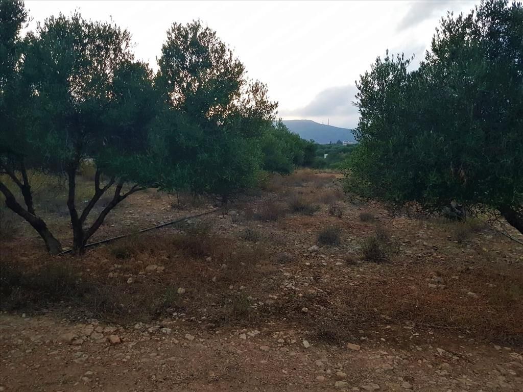Land in Anissaras, Greece, 2 500 sq.m - picture 1