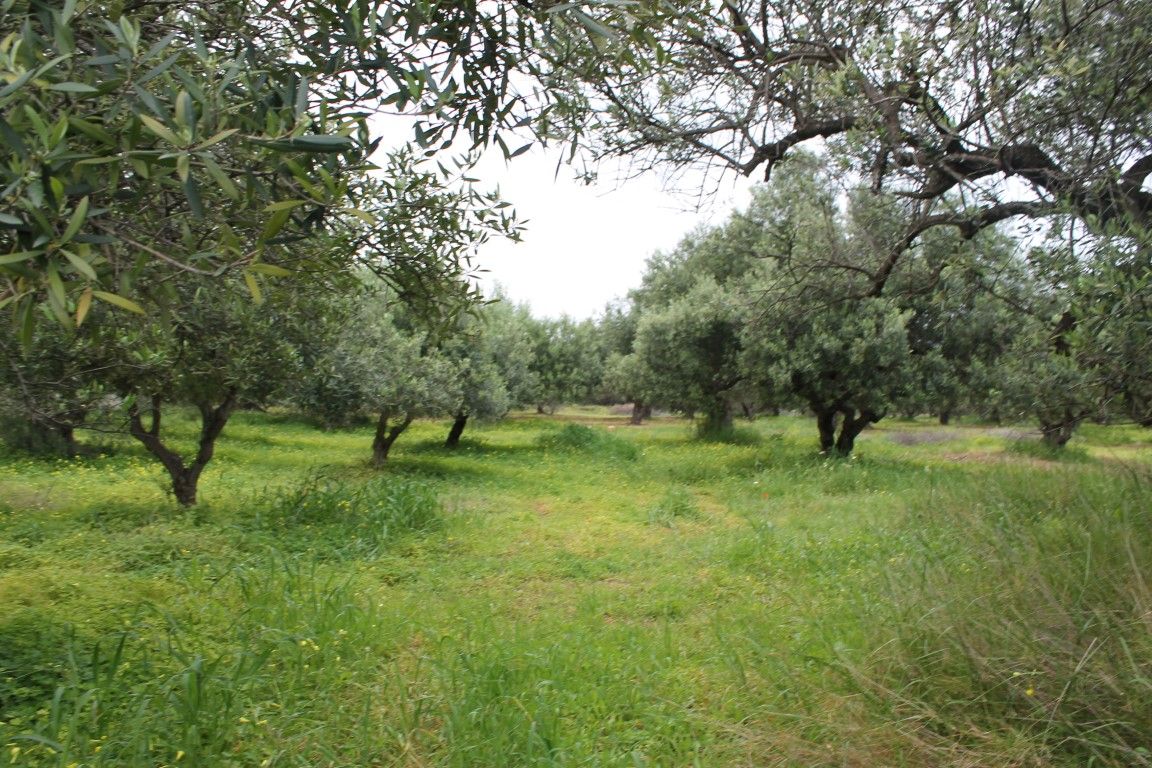 Land in Anissaras, Greece, 1 200 sq.m - picture 1