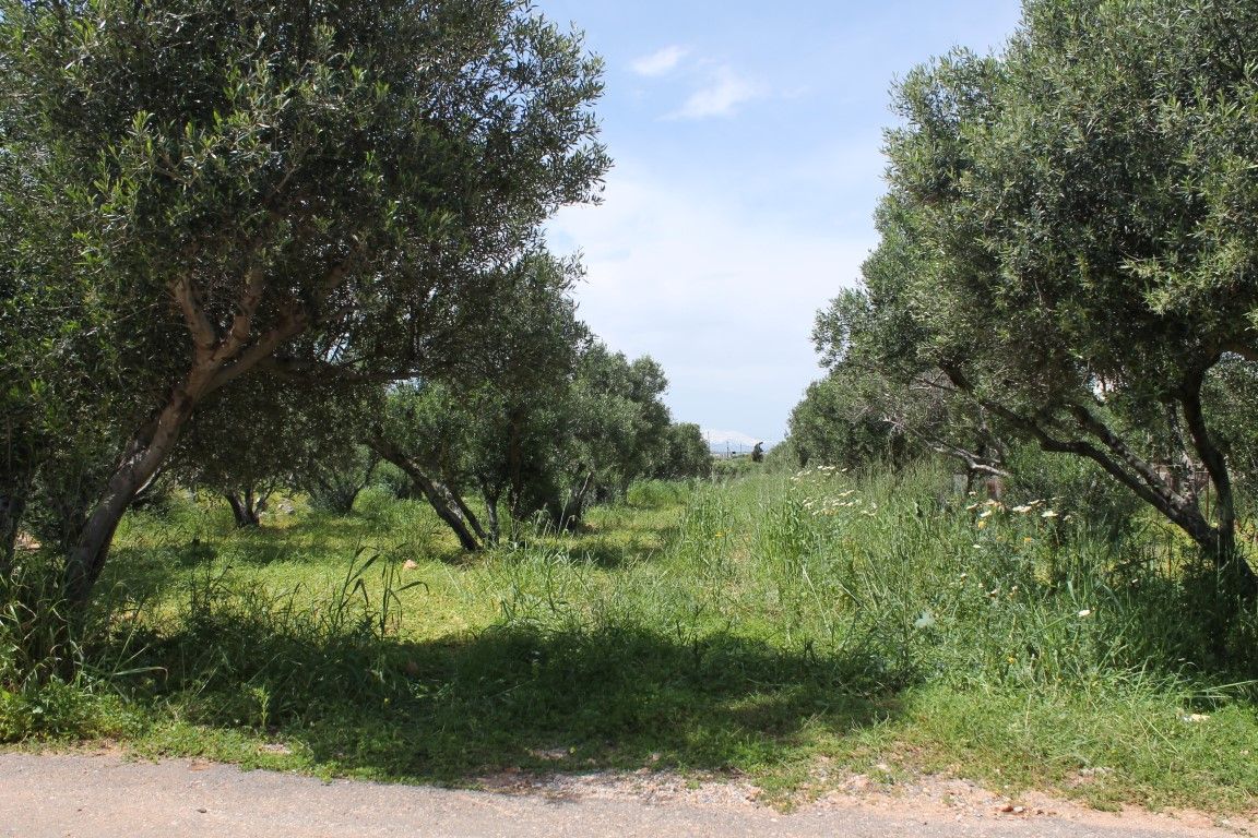 Land in Anissaras, Greece, 2 530 sq.m - picture 1