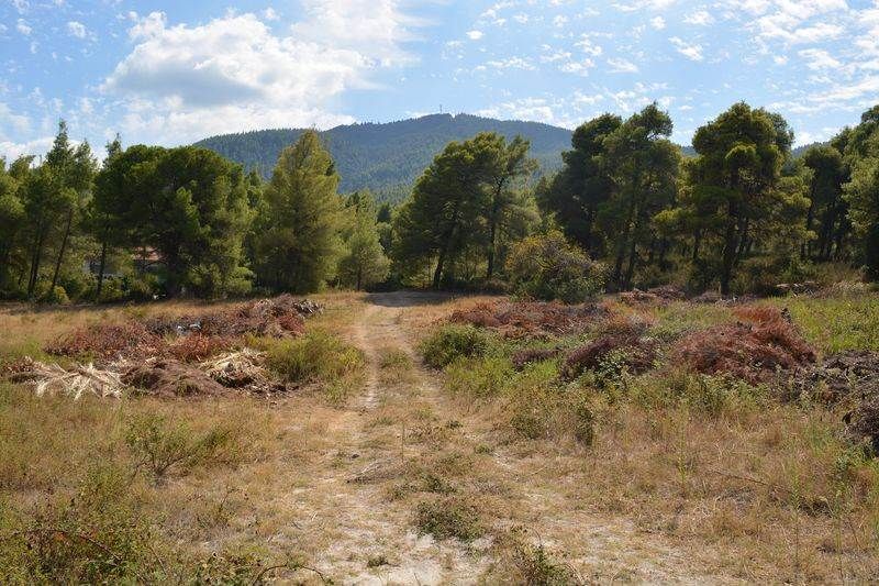 Land in Sithonia, Greece, 12 000 sq.m - picture 1