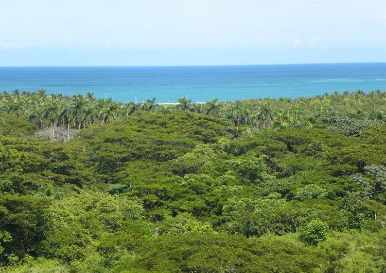 Land in Gaspar Hernandez, Dominican Republic, 35 464 sq.m - picture 1