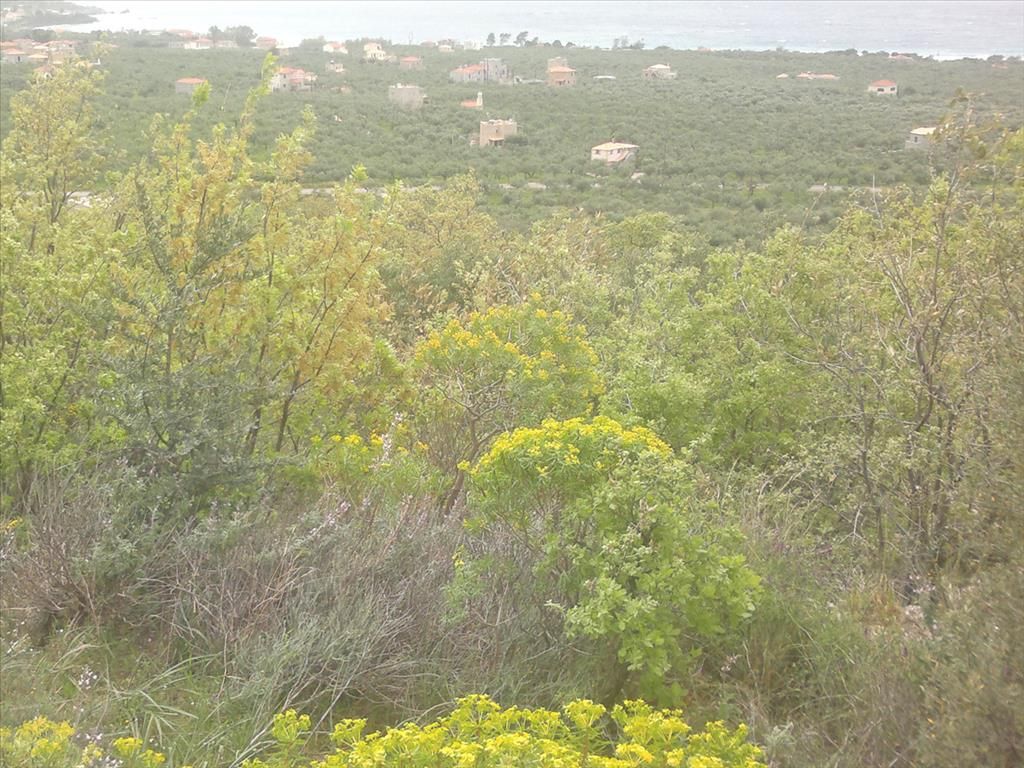 Land in Peloponnese, Greece, 3 200 sq.m - picture 1