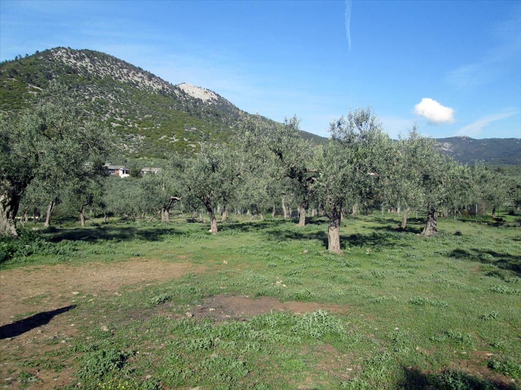 Grundstück in Thassos, Griechenland, 3 150 m2 - Foto 1