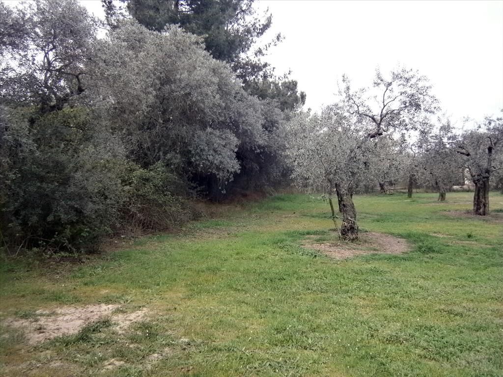 Grundstück in Thassos, Griechenland, 350 m2 - Foto 1