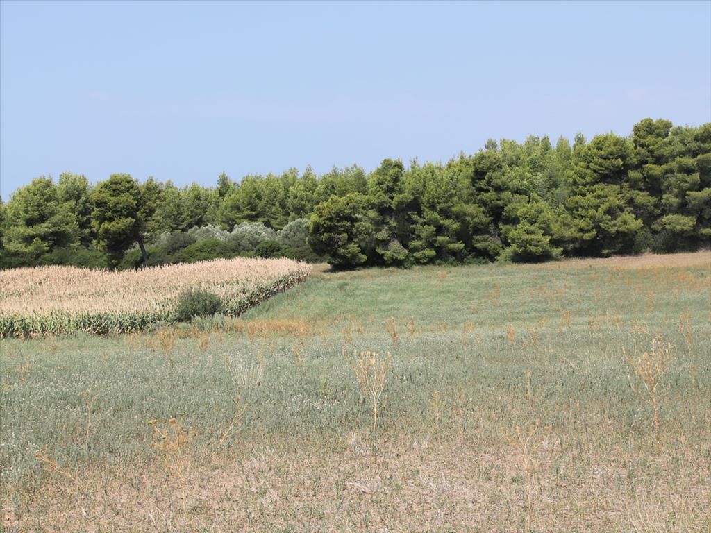 Land in Kassandra, Greece, 36 000 sq.m - picture 1