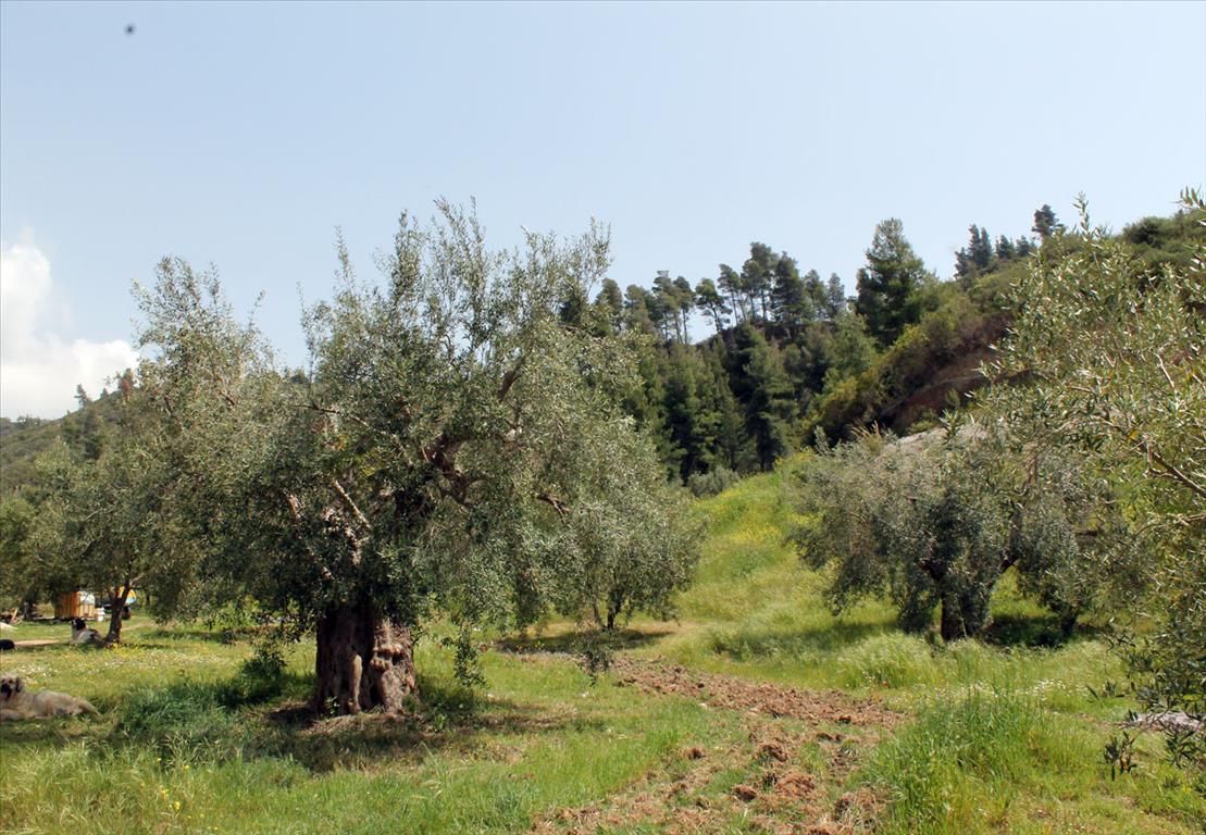 Grundstück in Kassandra, Griechenland, 20 171 m2 - Foto 1