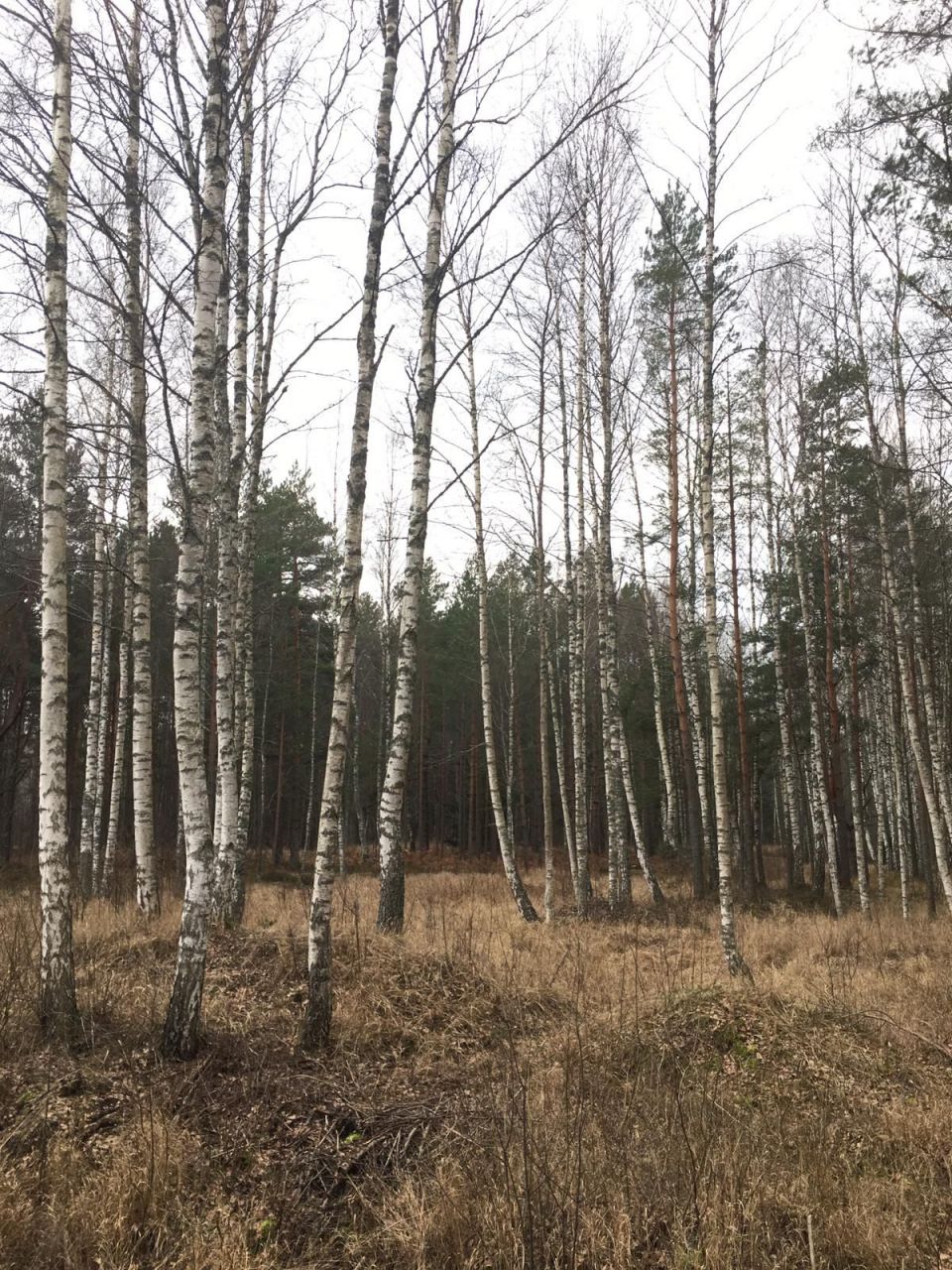 Land in Mersrags, Latvia, 8 900 sq.m - picture 1