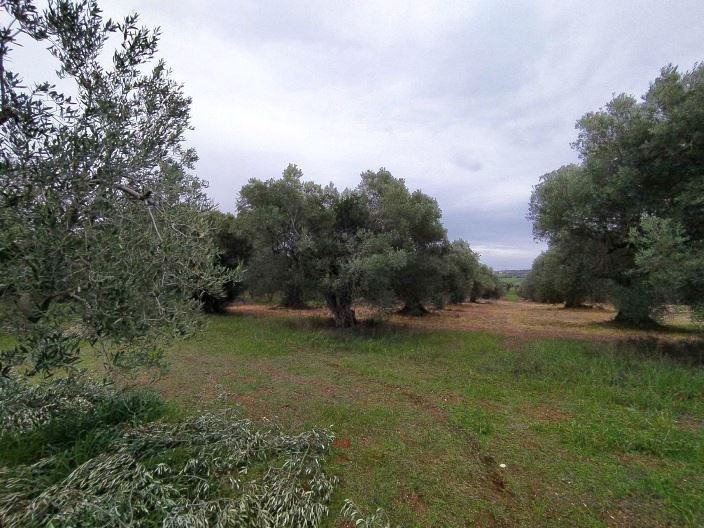 Land in Chalkidiki, Greece, 4 938 sq.m - picture 1