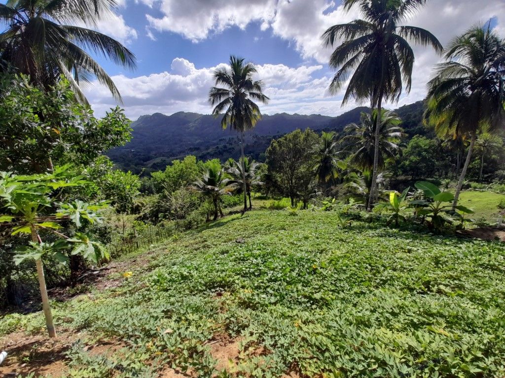 Land in Gaspar Hernandez, Dominican Republic, 17 000 sq.m - picture 1