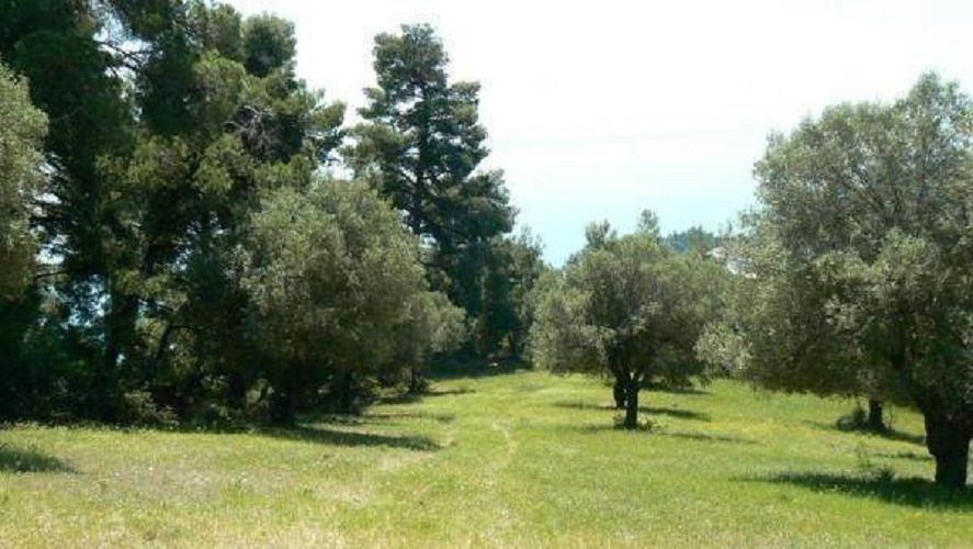 Grundstück in Kassandra, Griechenland, 6 000 m2 - Foto 1