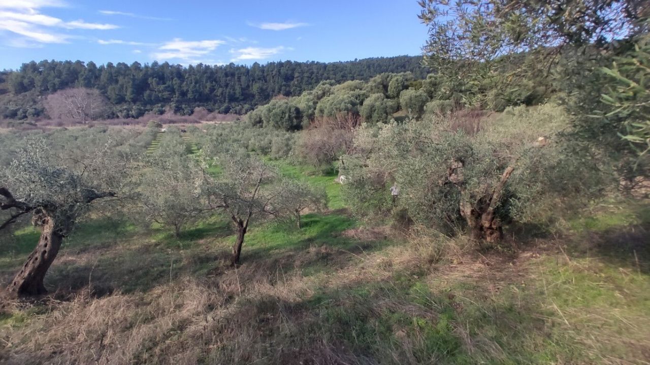 Land in Sithonia, Greece, 14 000 sq.m - picture 1