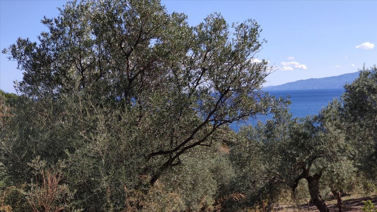 Land in Sithonia, Greece, 12 750 sq.m - picture 1