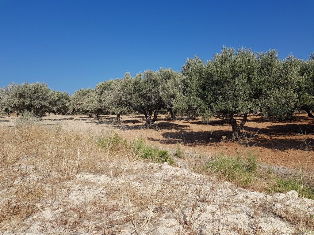 Land in Analipsi, Greece, 10 000 sq.m - picture 1