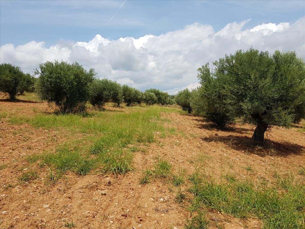 Land in Sithonia, Greece, 5 078 sq.m - picture 1