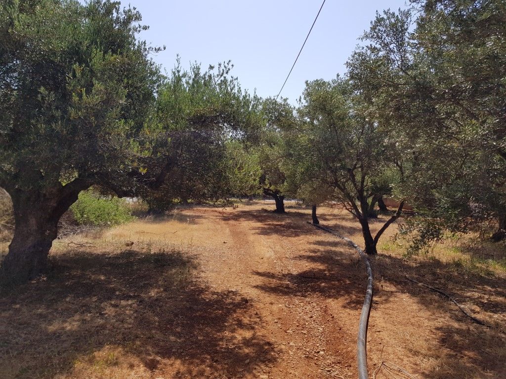 Land in Lasithi, Greece, 4 996 sq.m - picture 1