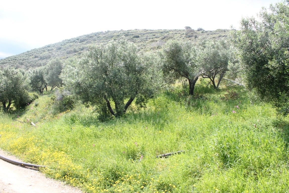 Land in Lasithi, Greece, 6 890 sq.m - picture 1