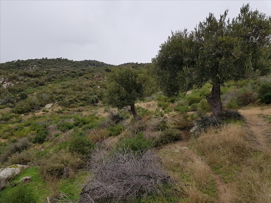 Grundstück in Sithonia, Griechenland, 12 500 m2 - Foto 1