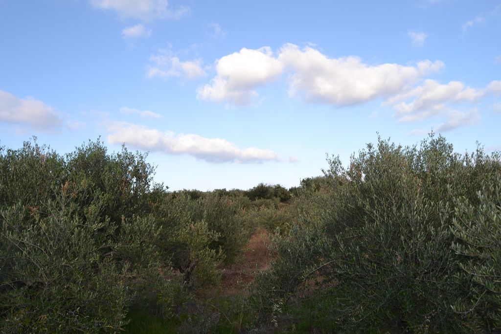 Land in Hersonissos, Greece, 4 300 sq.m - picture 1