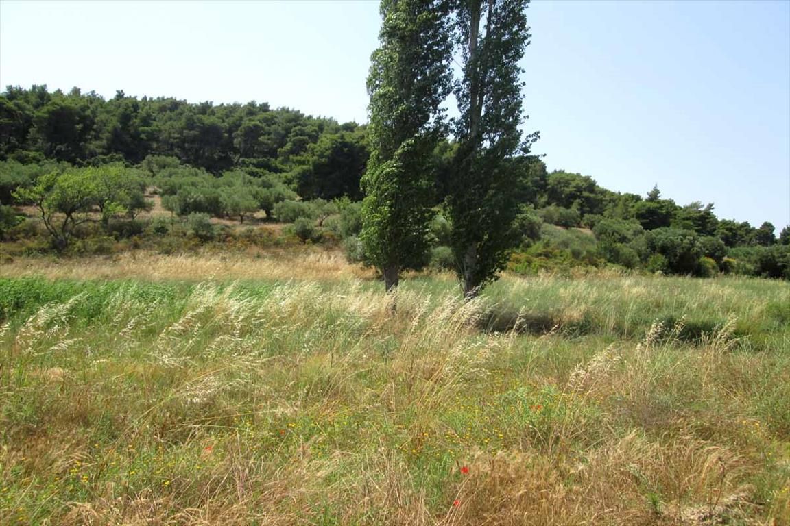 Land in Sithonia, Greece, 6 533 sq.m - picture 1