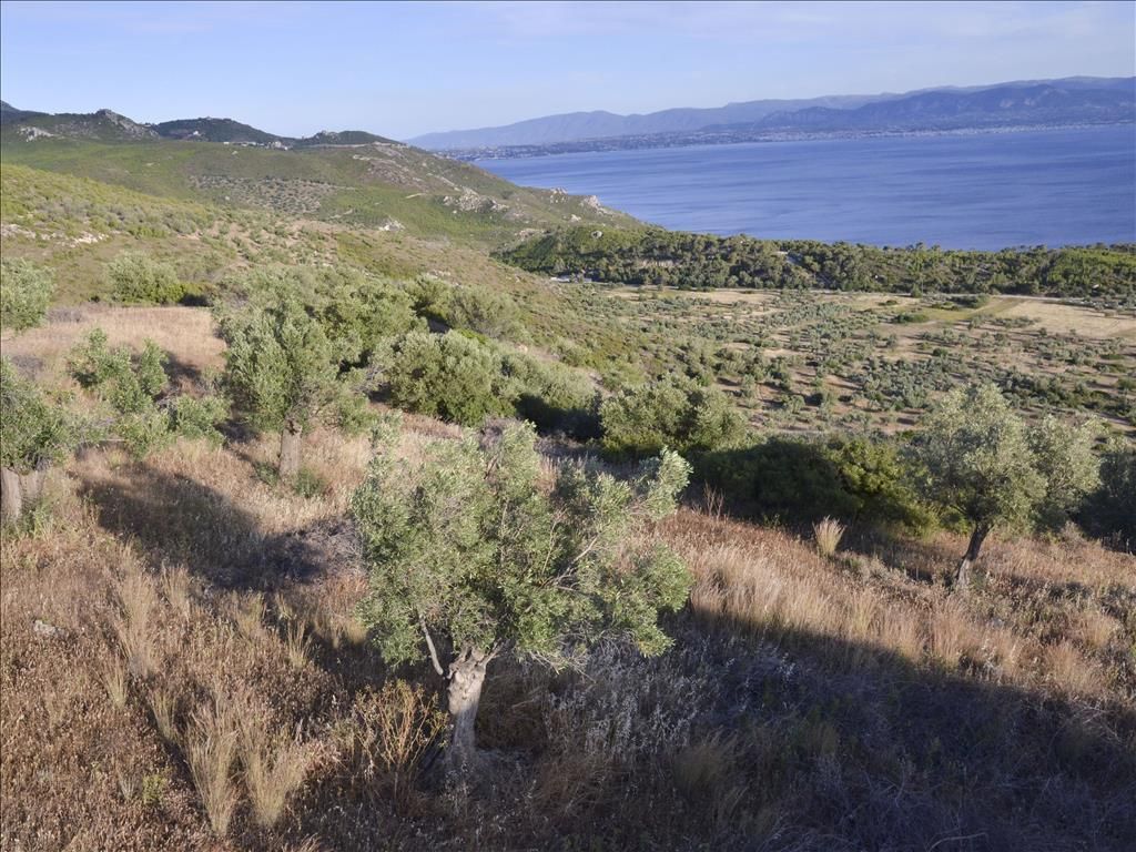 Terrain en Corinthie, Grèce, 17 889 m2 - image 1