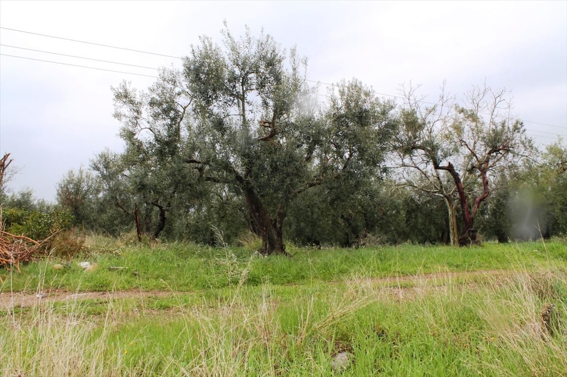 Land in Chalkidiki, Greece, 3 678 sq.m - picture 1