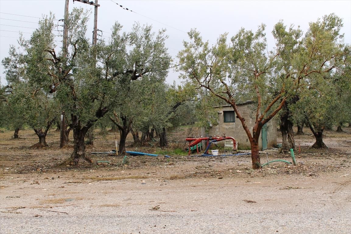 Grundstück in Chalkidiki, Griechenland, 5 500 m2 - Foto 1