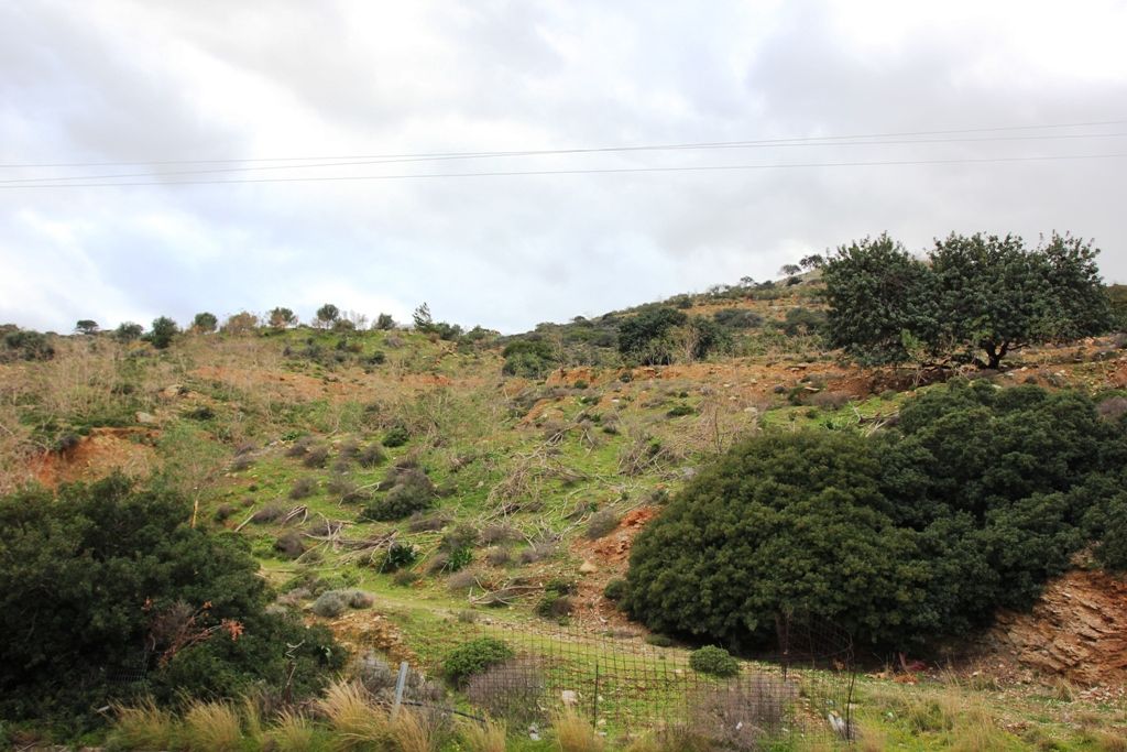 Land in Ligaria, Greece, 6 200 sq.m - picture 1