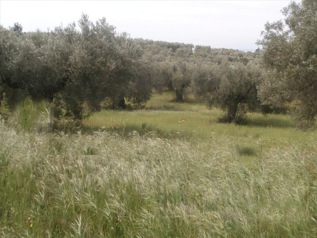 Land in Chalkidiki, Greece, 3 150 sq.m - picture 1
