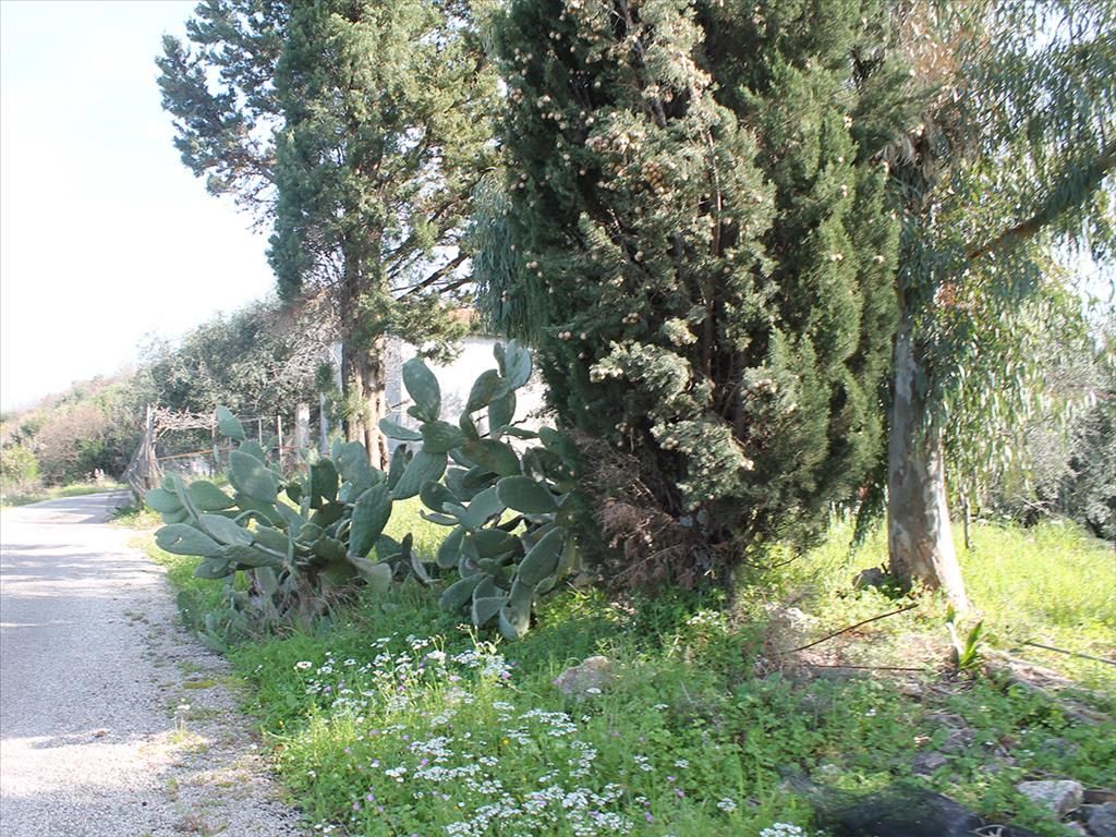 Land in Corfu, Greece, 4 972 sq.m - picture 1