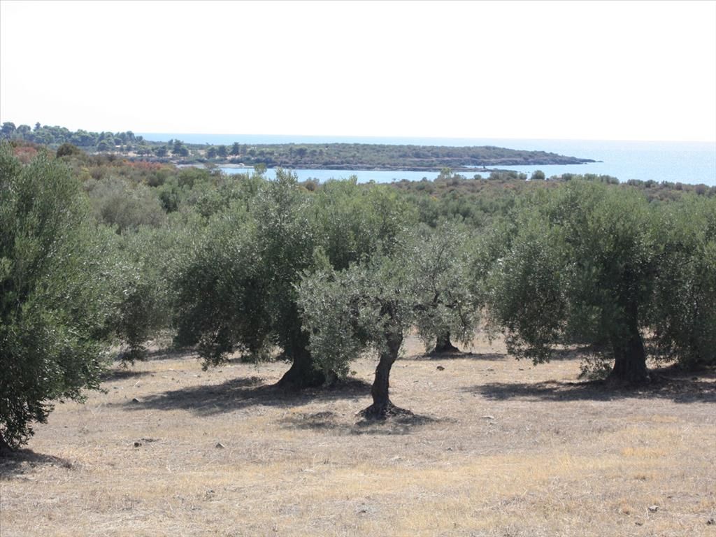 Land in Sithonia, Greece, 4 070 sq.m - picture 1