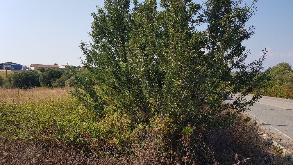Land in Kassandra, Greece, 3 255 sq.m - picture 1