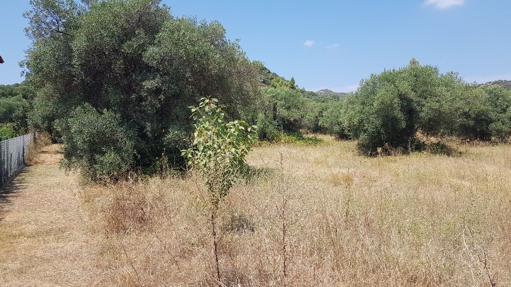 Grundstück in Kassandra, Griechenland, 20 000 m2 - Foto 1