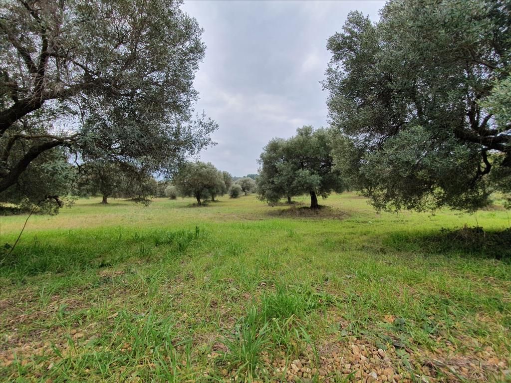 Land in Chalkidiki, Greece, 10 000 sq.m - picture 1