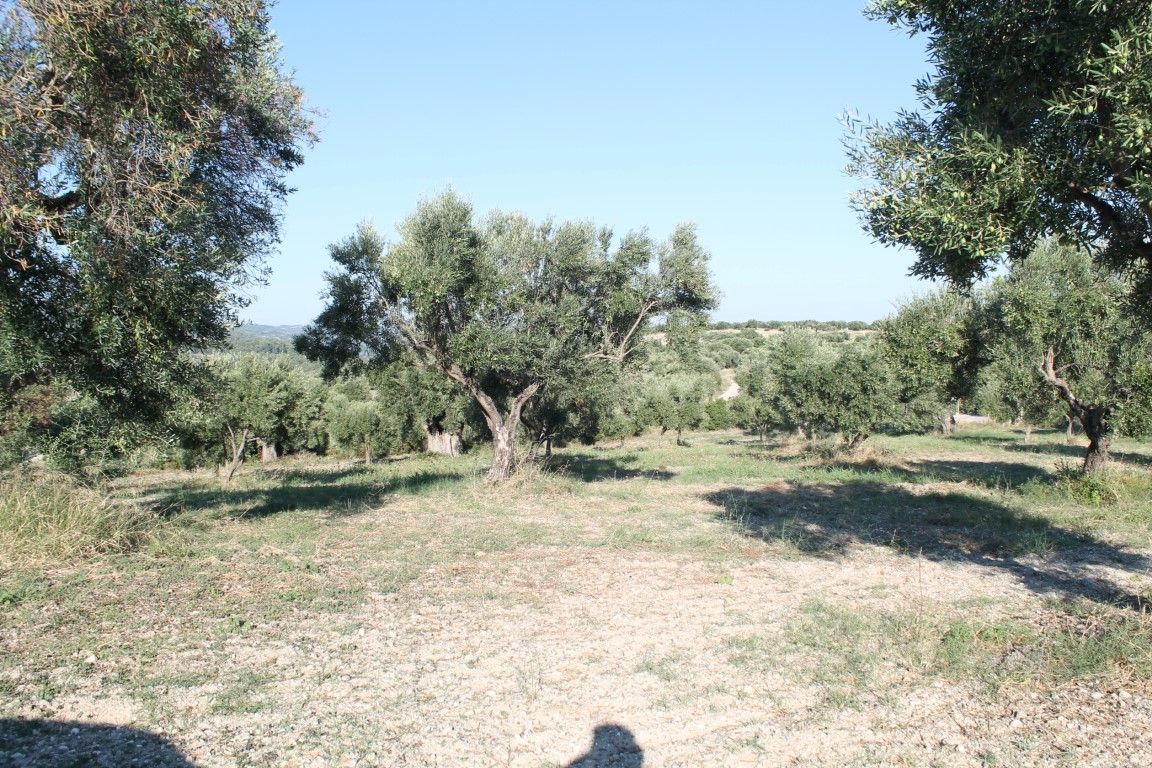 Grundstück in Kassandra, Griechenland, 5 058 m2 - Foto 1