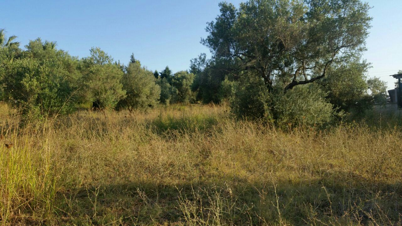Land in Kassandra, Greece, 4 250 sq.m - picture 1