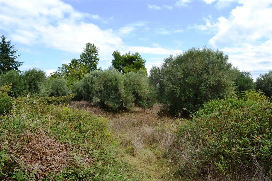 Land in Chalkidiki, Greece, 8 100 sq.m - picture 1