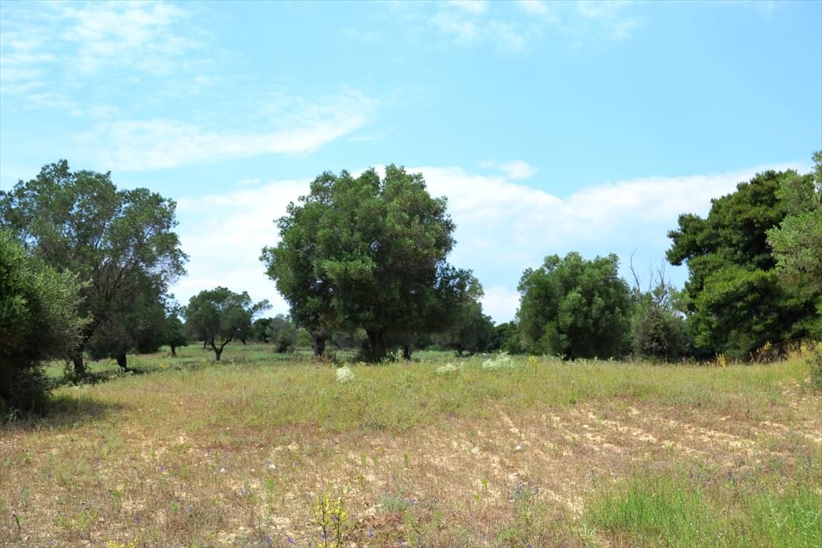 Land in Kassandra, Greece, 11 500 sq.m - picture 1