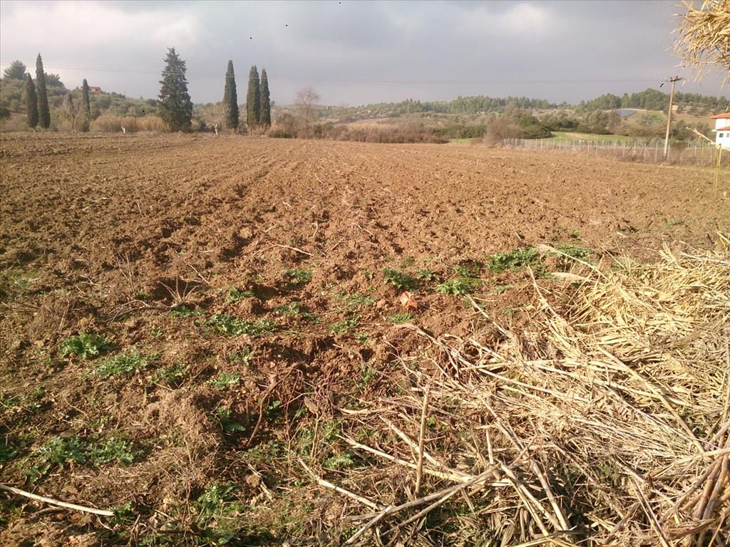 Land in Kassandra, Greece, 12 150 sq.m - picture 1