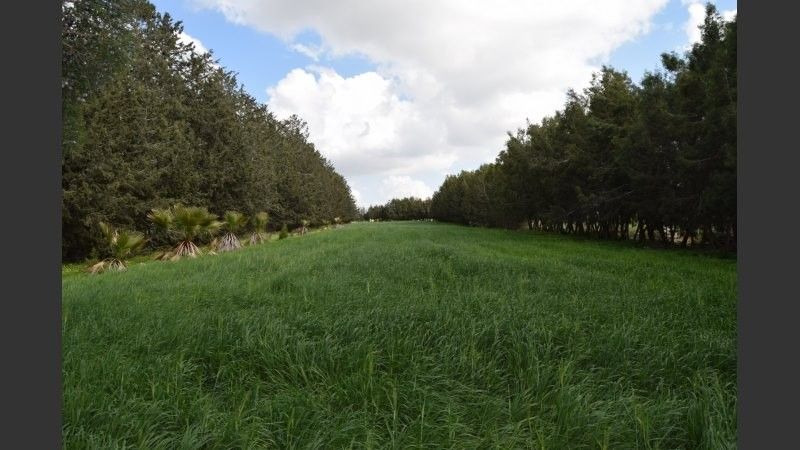 Land in Paphos, Cyprus, 3 589 sq.m - picture 1