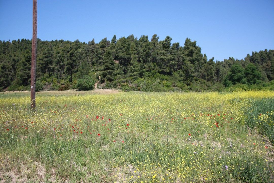 Grundstück in Chalkidiki, Griechenland, 18 000 m2 - Foto 1