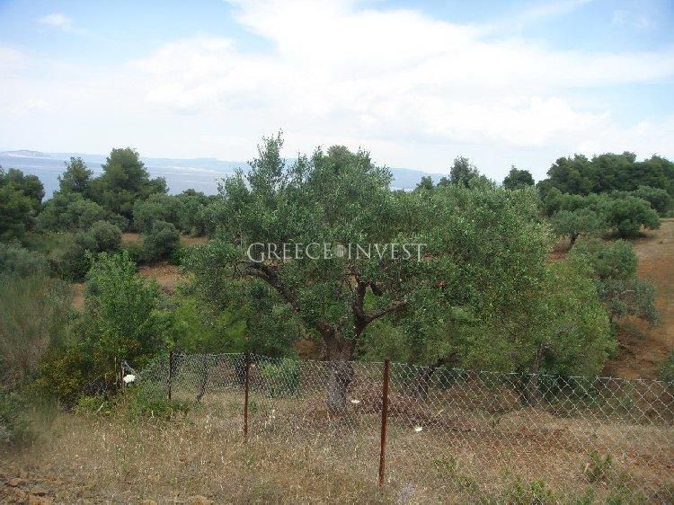 Land in Chalkidiki, Greece, 5 700 sq.m - picture 1