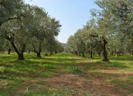 Land for 43 000 euro in Kassandra, Greece